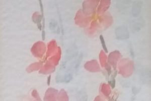 Cosmos 49X17